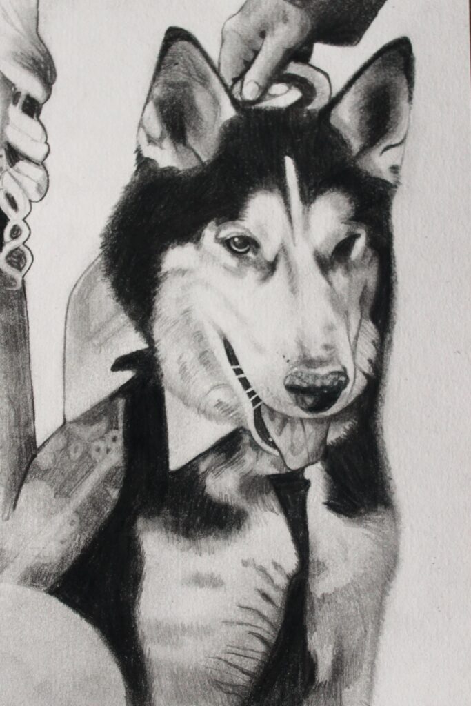 A detailed pencil drawing of a husky dog wearing a formal shirt and tie. The dog has a friendly expression, and a hand can be seen holding a collar above its head. The artwork showcases fine shading and outlines, emphasizing the dog’s features and attire.