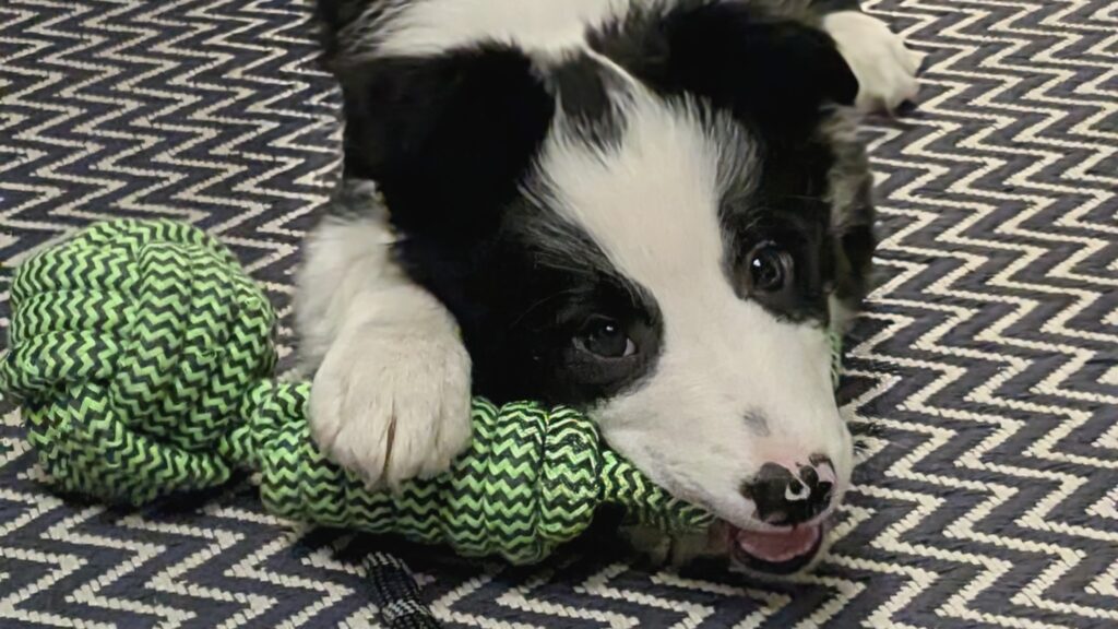 border collie puppy
