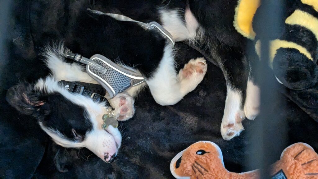 border collie puppy