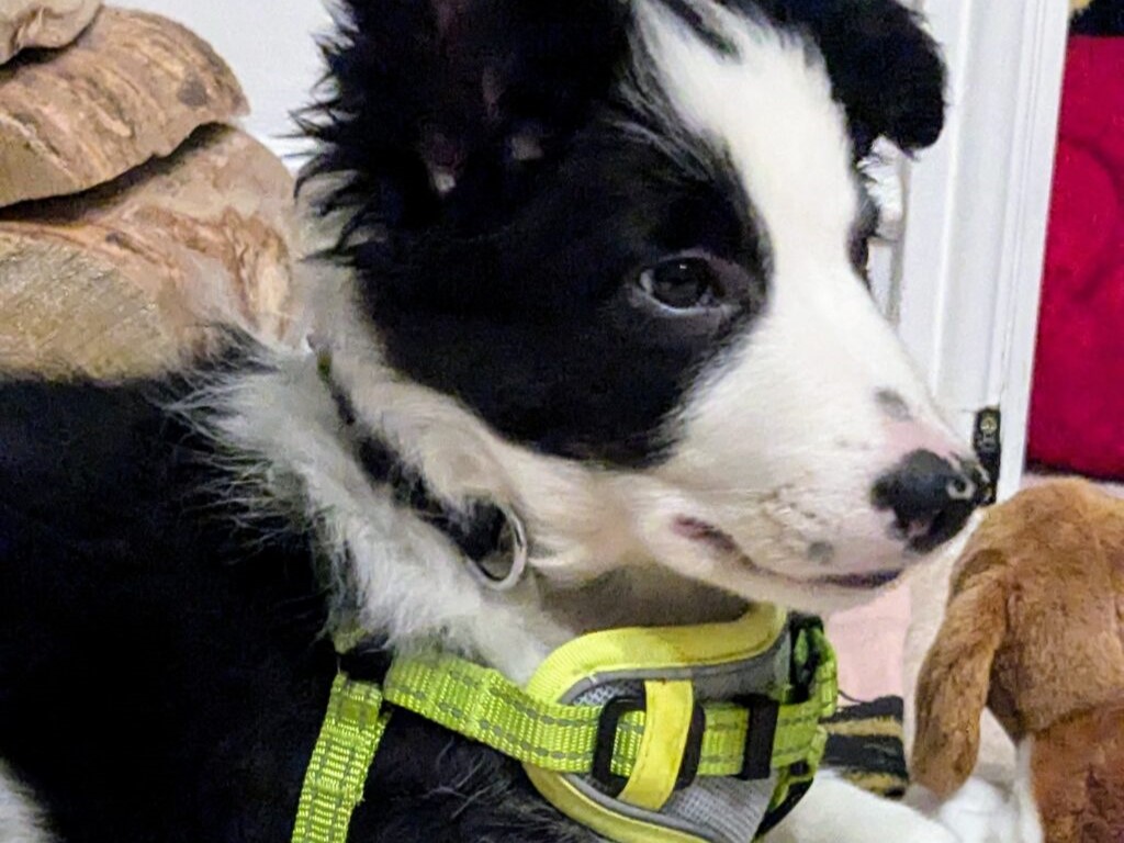 border collie puppy